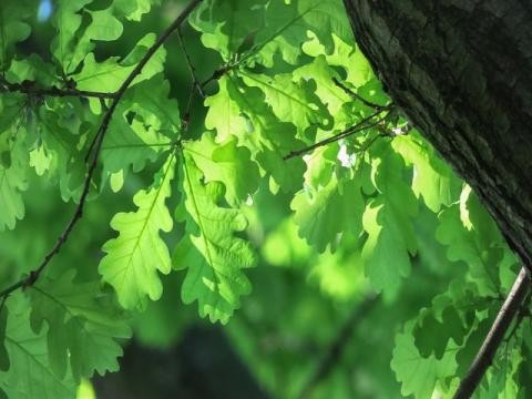 Ein Stück Stamm und grüne Blätter einer Eiche
