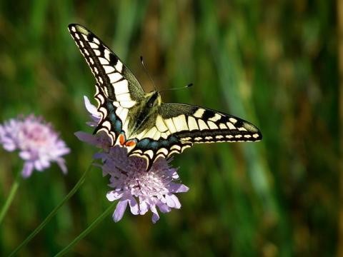 Schmetterling Schwalbenschwanz auf Wiesenblume