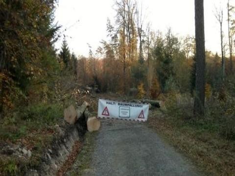 Gesperrter Waldweg, Banner mit Aufschrift Halt: Baumfällung