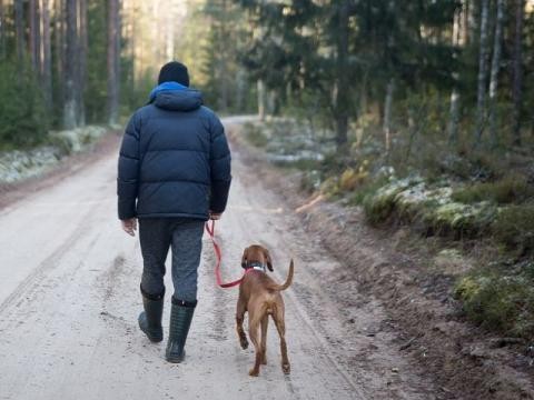 Waldspaziergang mit angeleintem Hund