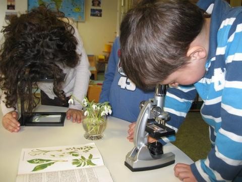 Kinder legen Pflanzenteile unter das Mikroskop und unter die Lupe