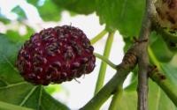 Frucht des Maulbeerbaums