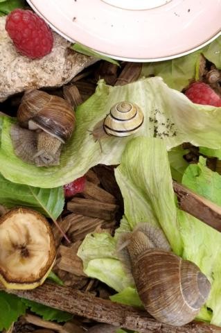 Schnecken kriechen über Salatblätter 