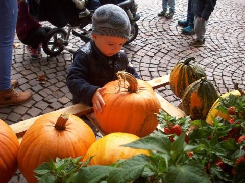 Kind nimmt Kürbis in die Hand 