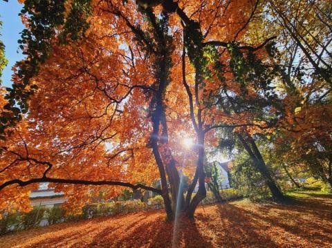Durch das Laub des Herbstbaums scheint die Sonne.