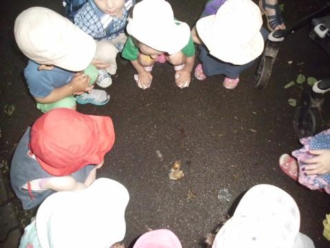 Schneckenbeobachtung der KiTa-Kinder
