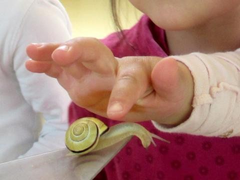 Ein Kind tastet mit dem Finger nach einer Schnecke.