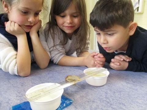Drei Kinder beobachten eine Schnecke auf einem Lineal