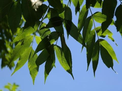 Eschenblätter vor blauem Himmel