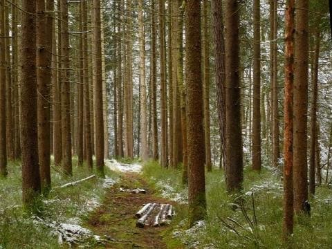 Fichtenwald mit ein bisschen Schnee und Weg der hindurchführt