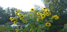 Sonnenblumen in der Kleingartenanlage Ochsenallmende
