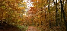 Waldweg in Herbsttönen