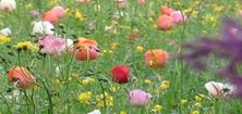 Bunte Tulpen im Dronfieldpark