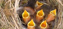 Das Bild zeigt ein Vogelnest mit Jungvögeln. Sechs Schnäbel werden hungrig nach oben gestreckt.